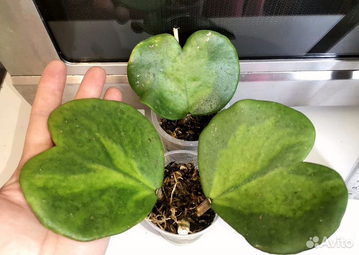 Хойя kerry вариегатная