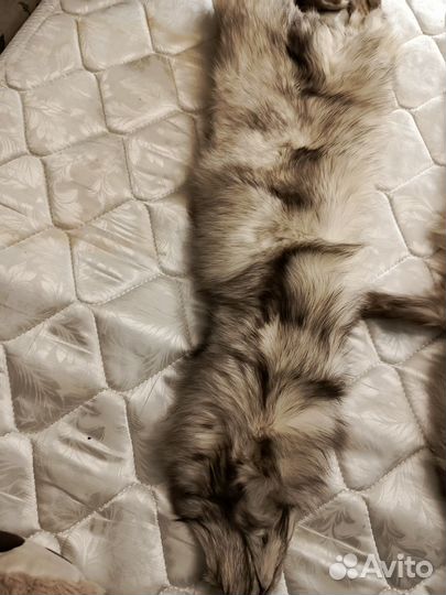 Шкура полярной лисицы