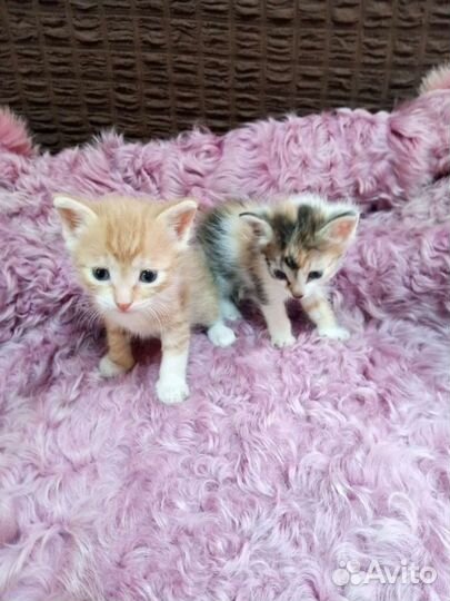 Котята в дар бесплатно