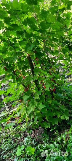 Красная смородина кустарники