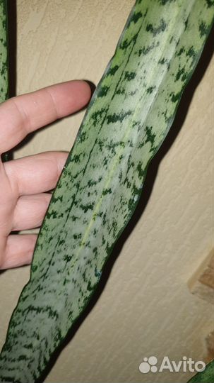 Сансевиерия Медиопикта вариегатная