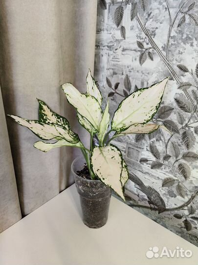 Комнатные растения ч.2