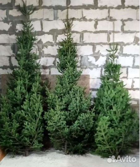 Новогодние пышные Пихта