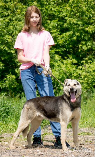 Энергичный красавчик Шико ищет дом