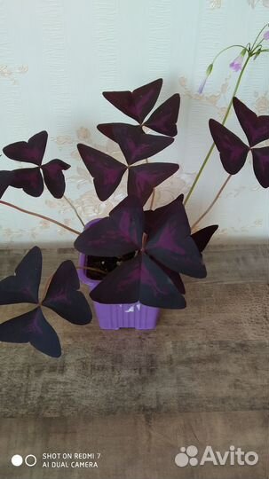 Оксалис (кислица)