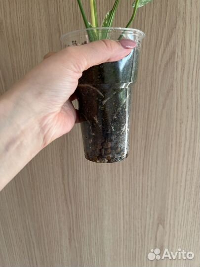 Монстера тайское созвездие