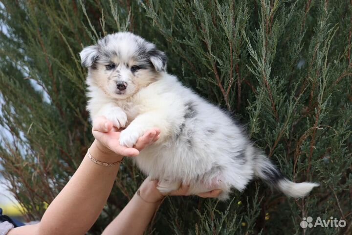 Щенки колли