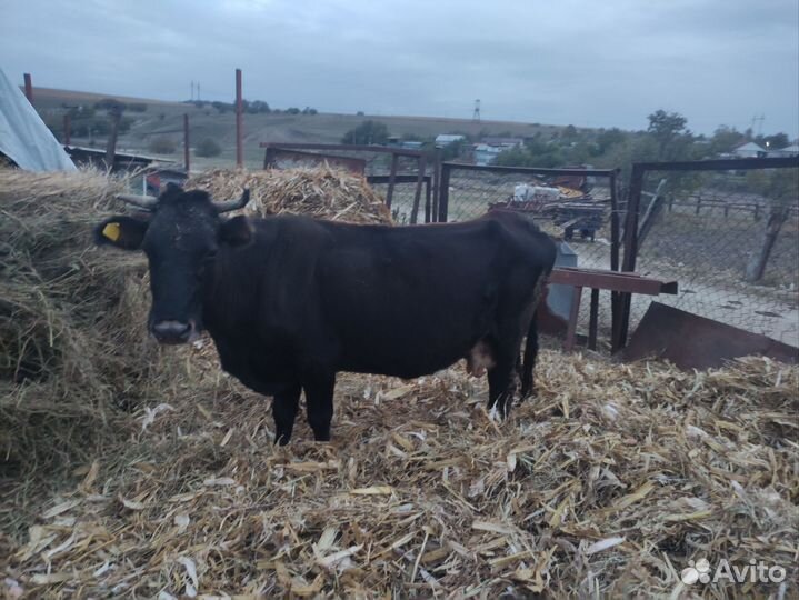 Корова дойная