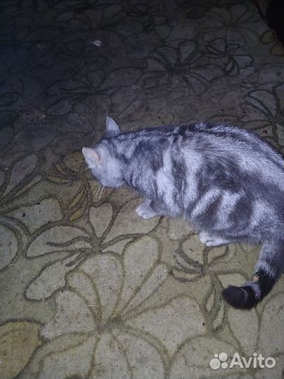 Отдам кошку