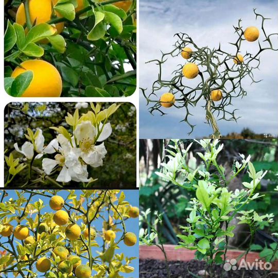 Деревья редкие-Панцириус, мушмула, дуб пробковый