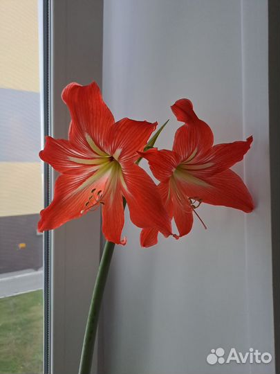 Гипеаструм и амазонская лилия