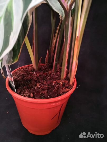 Калатея white fusion 14/45-60