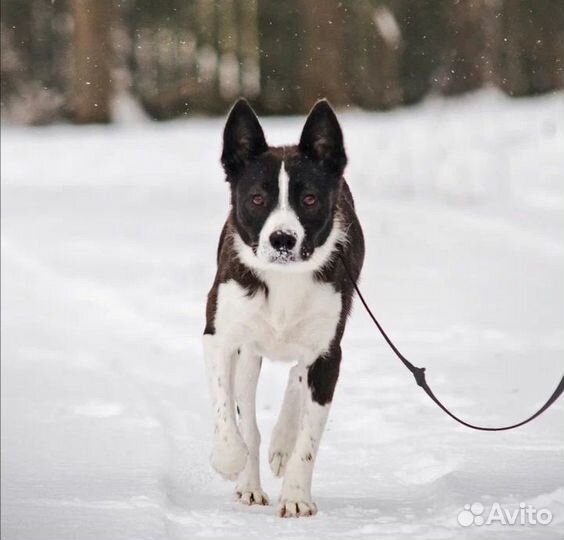 Дана,лайка якутский метис