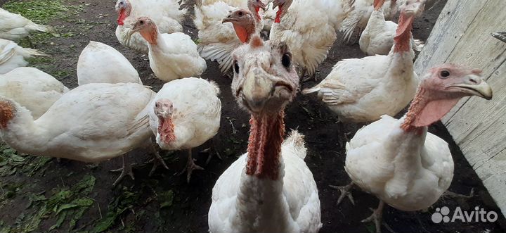 Домашнее мясо индейки