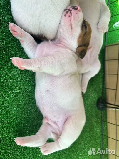 Джек рассел терьер