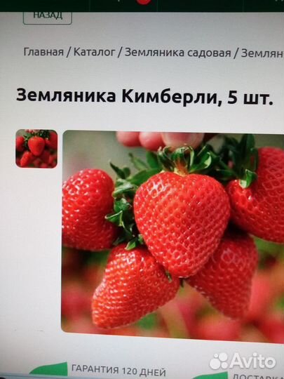 Рассада клубники