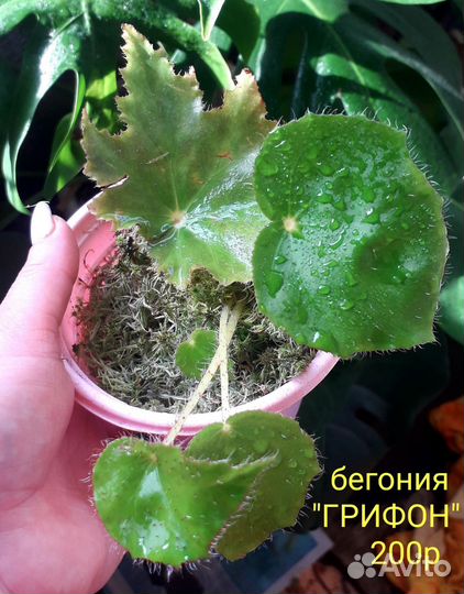 Комнатные растения