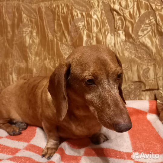 Такса на вязку