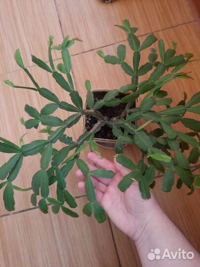 Декабрист, взрослое растение