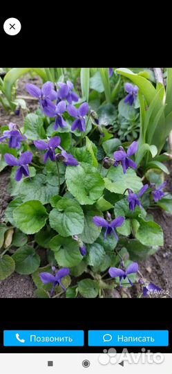 Фиалка, ландыши, подснежники,ясколка,ирисы, хоста