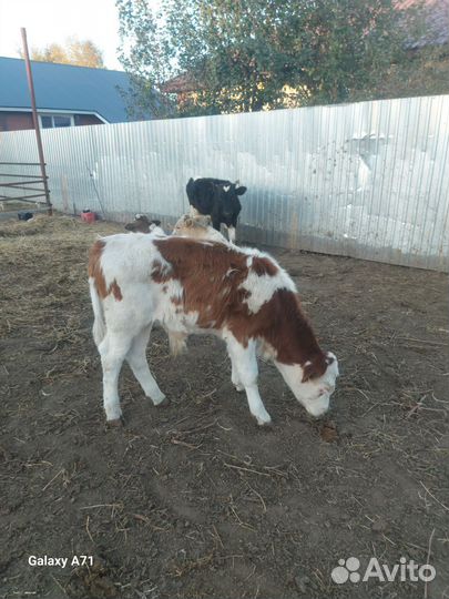 Бычки сементалы