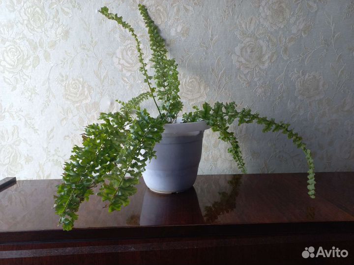 Папоротник комнатный для офиса