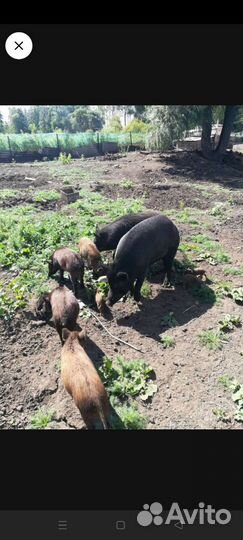 Дикий кабан