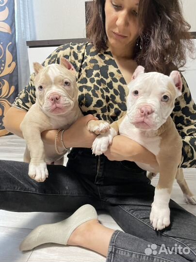 Американский булли покет