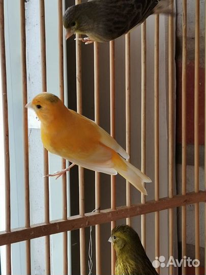 Продам Кенаря