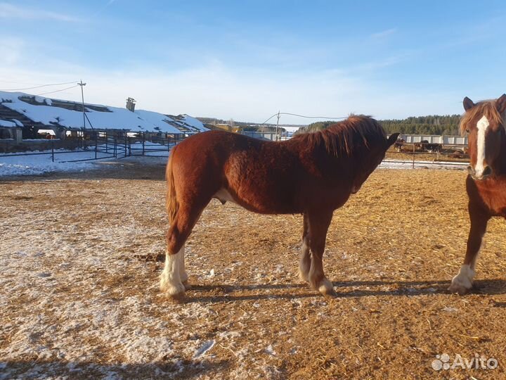 Жеребец тяжеловоз