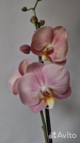 Орхидея Baby Fase