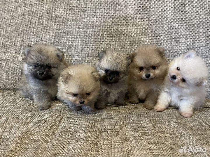 Щенки шпица с документами РКФ