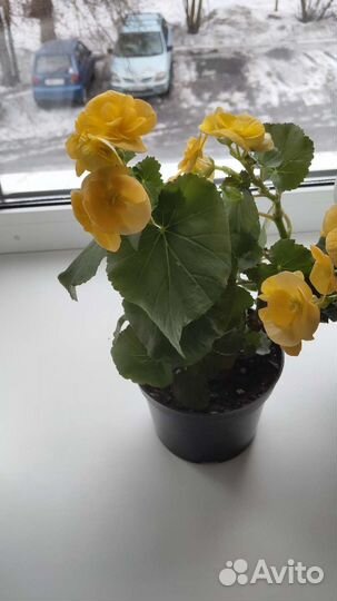 Бегония элатиор