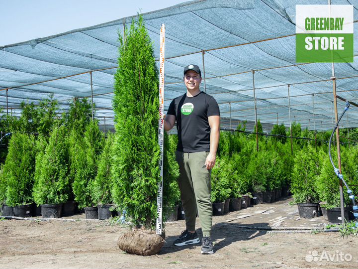 Туи смарагд 200 см свежая копка 2023
