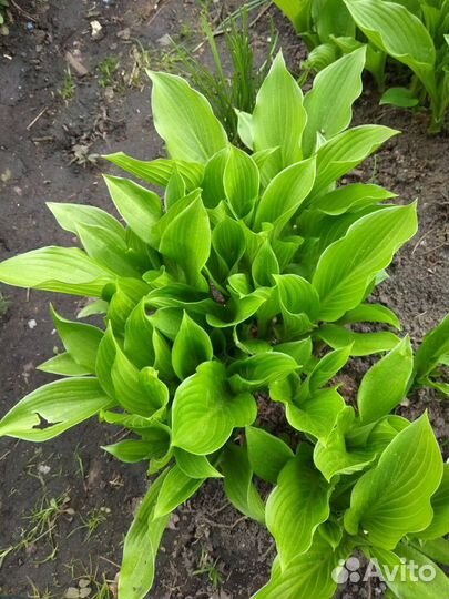 Каприфоль и многое другое