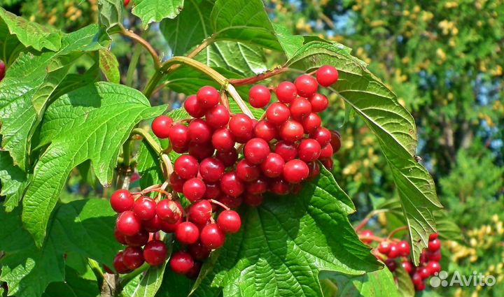 Плодовые и декоративные кустарники