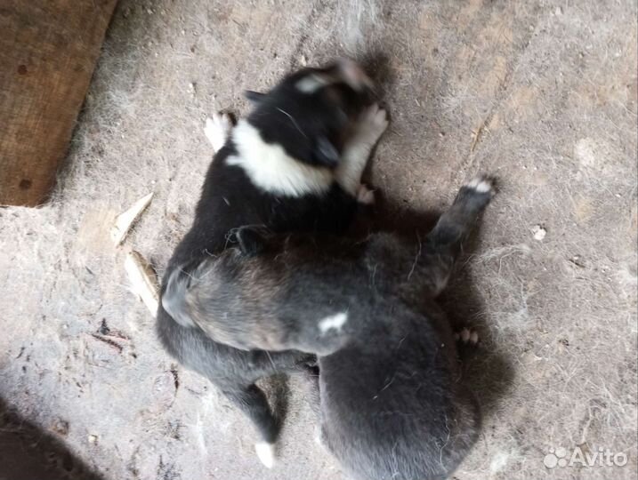 Щенки лайка