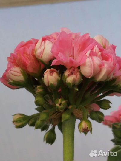 Герань пеларгония