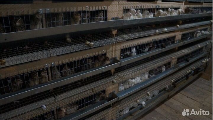 Перепела разных пород в больших количествах