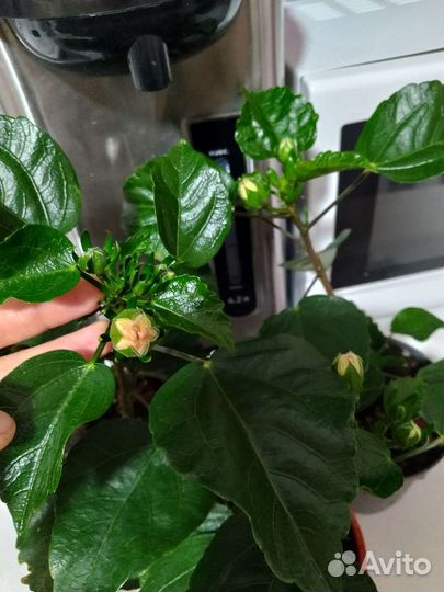 Сортовые гибискусы