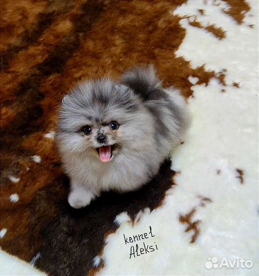 Шпиц для кармана