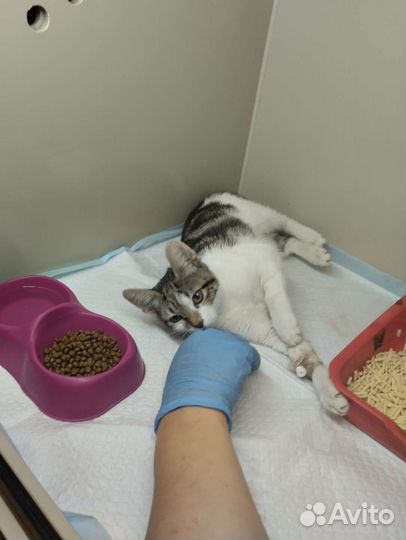 Котёнок девочка Злата