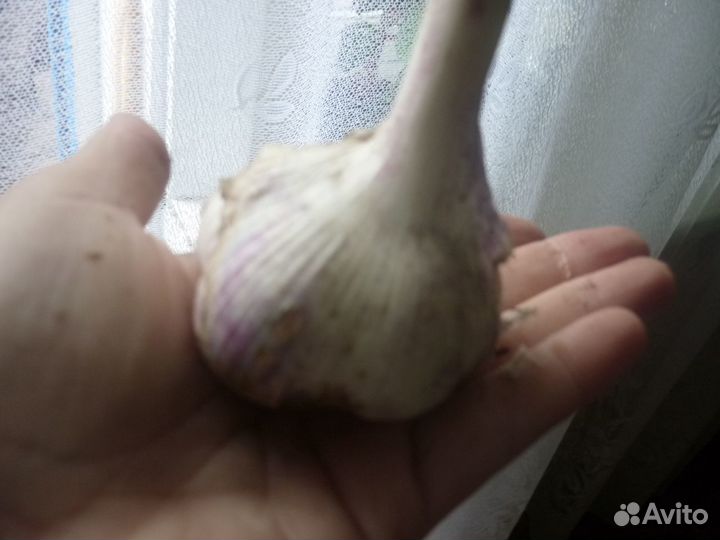 Чеснок зимний