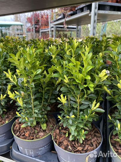 Самшит шар и куст