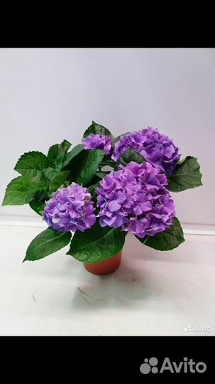 Гортензия комнатная