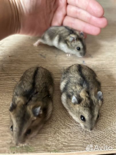 Джунгарский хомяк