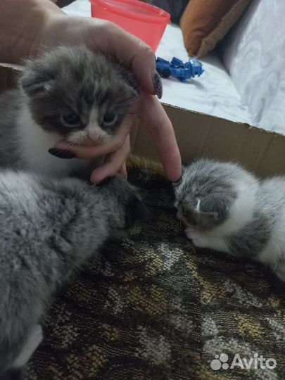Отдам котят в добрые руки