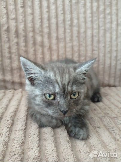 Котята прелестные
