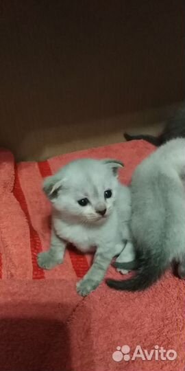 Котята в добрые руки бесплатно