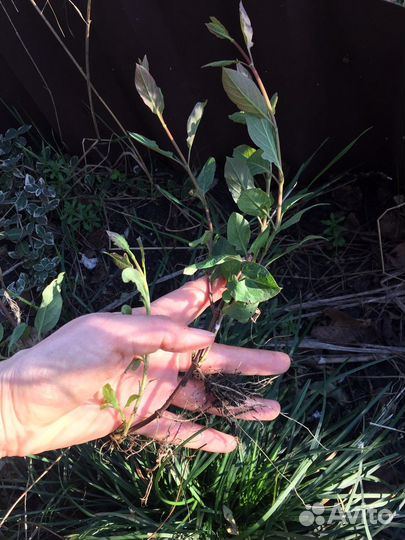 Каприфоль отростки укоренённые